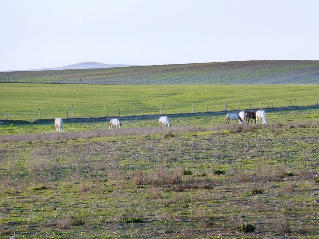 Herdade